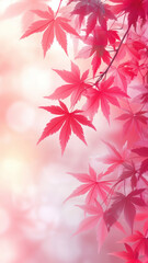 Fototapeta premium Vibrant red maple leaves in autumn light