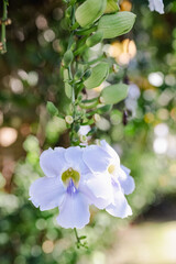 Close up view of clockvine flowers