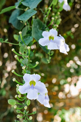 Violet clockvine flowers in the garden
