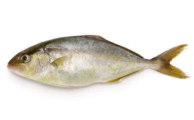 greater  amberjack (kanpachi), Japanese cuisine ingredient