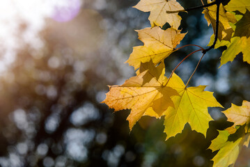 Autumn background-yellow maple leaves in the city Park
