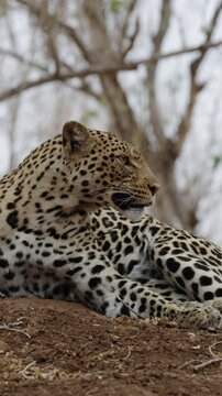 vertical video - a leopard having a good scratch