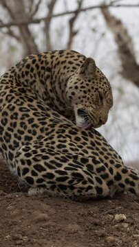 vertical video - a leopardess licking her back