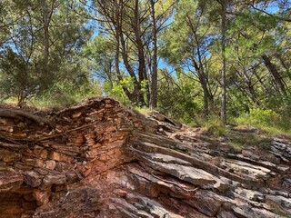 Coniferous trees grow on layered rocks.