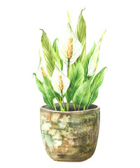 Watercolor home plant potted. Tropical green leaves with buds and white Calla flowers in rustic vintage pot. Anthurium exotic houseplants. Watercolor hand drawn illustration. Isolated from background 