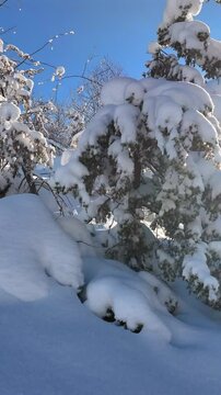 Ripresa aerea tra i rami degli alberi coperti di neve fresca.
Volando con il drone tra gli alberi coperti di neve fresca. Alba con il sole in controluce.