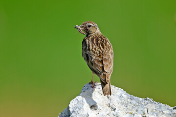 Heidelerche (Lullula arborea) mit Grashüpfer im Schnabel // Woodlark with grasshopper in its beak 