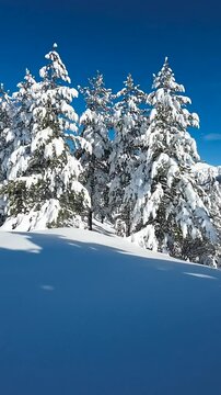 Ripresa aerea tra i rami degli alberi coperti di neve fresca.
Volando con il drone tra gli alberi coperti di neve fresca. Alba con il sole in controluce.