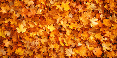 Autumn Leaves on Dark Background

