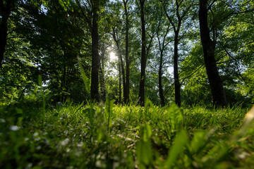 Fototapeta premium the sun shines through the green foliage of the trees in spring