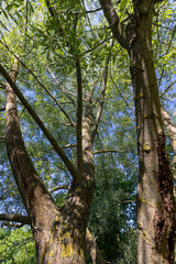 Fototapeta premium the green foliage of a willow tree in sunny weather