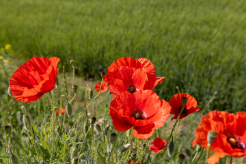 a large number of red poppies in the green grass