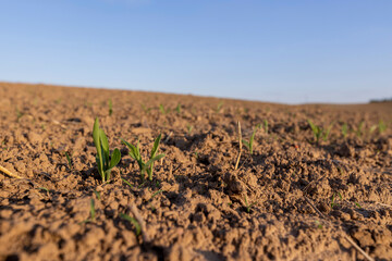 sunset in a field with young corn sprouts in a fertile field