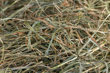 Dehydrated Dried Grass for hay production in agriculture