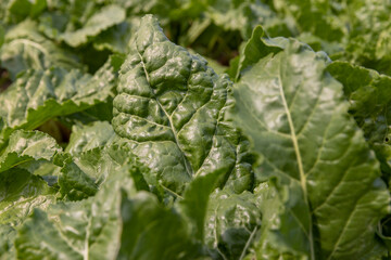agricultural field with green beets
