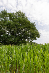 a large amount of sweet corn and one oak tree
