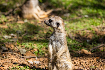 Meerkat in the zoo park