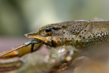 live river crayfish on a wooden table at a picnic