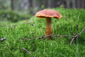 Close-up of a mushroom growing in a forest