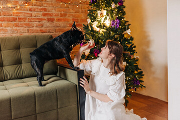 Beautiful young woman girl in white dress playing with her black French Bulldog indoors in Christmas decorated with fir tree and garland lights pet dog owner