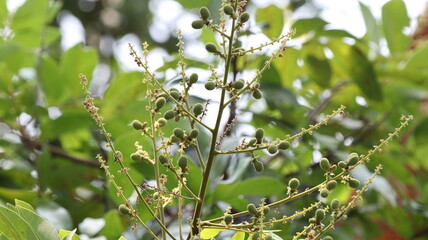 Tropical fruits young longan and flowers