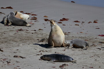 Obraz premium australian sea lion