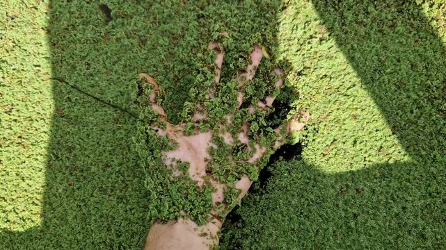 is a small, fast-growing fern, a native American species of the genus Azola. They are among the small freshwater ferns that float on the surface of the water