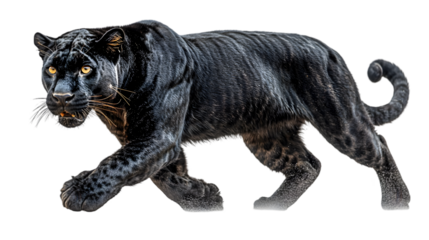 Sleek Black Panther Prowling in Powerful Stance