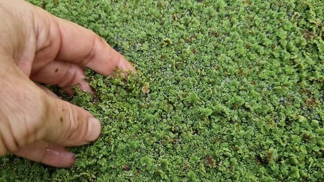 is a small, fast-growing fern, a native American species of the genus Azola. They are among the small freshwater ferns that float on the surface of the water