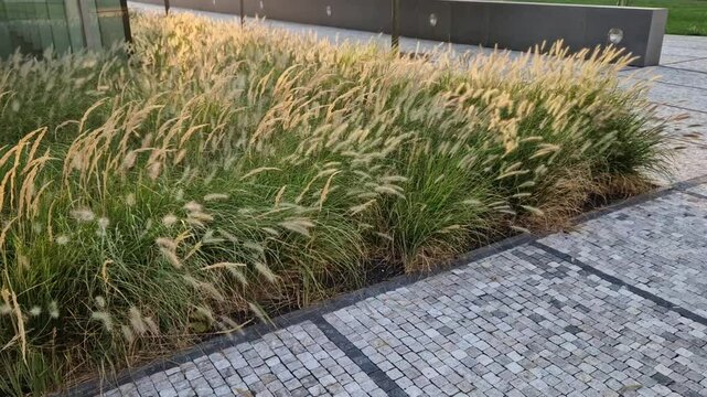 the cobblestone promenade is along the buff monokurni a bed of ornamental grass flowers waving in the wind like cornfields. business district with modern skyscraper