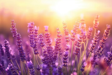 A sea of blooming lavender glowing purple under the soft light of the setting sun
