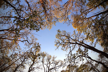 Trees in the spring, tree crowns