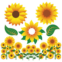 sunflower drawing vector images graphics design