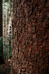 Detailed close-up of a textured tree trunk showcasing the natural beauty of the forest, highlighting rich brown hues and patterns in daylight