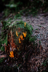 Vibrant orange fungi emerging from a moss-covered log in a tranquil forest setting during early morning light