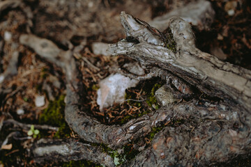 Detailed view of intricate tree roots intertwined with soil and moss in a forest setting during early spring
