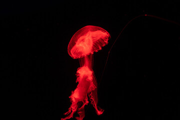 Bioluminescent jellyfish swimming gracefully in dark water at an aquarium exhibit