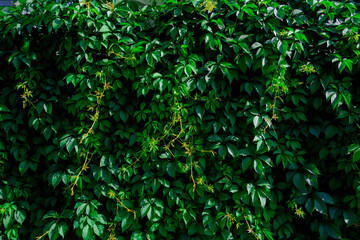 Obraz premium Lush green foliage with climbing vines in a sunny garden during summer