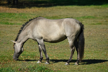 Polish Horse in the park in Białowieża