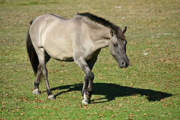 Fototapeta premium Polish Horse in the park in Białowieża