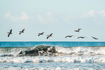 brown pelicans bird hovering above the ocean sea 