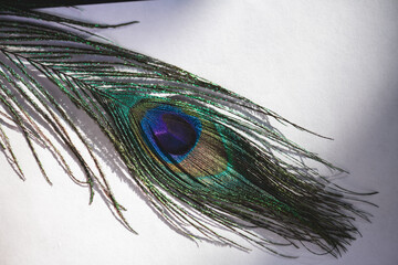 Naklejka premium Colorful Bright Peacock Feather on White Background