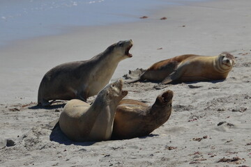 australian sea lion