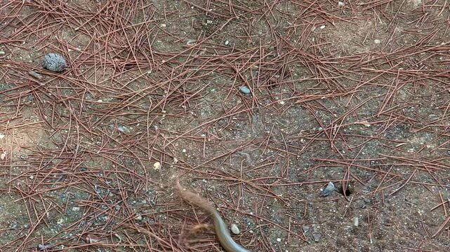 Closeup shot of Zootoca vivipara lizard or Lacerta agilis in forest. Ready to hunt.