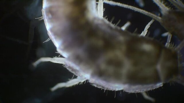 Slow-motion recording of a silverfish under a microscope. The silver body, antennae, and bristles at the tail are clearly visible.