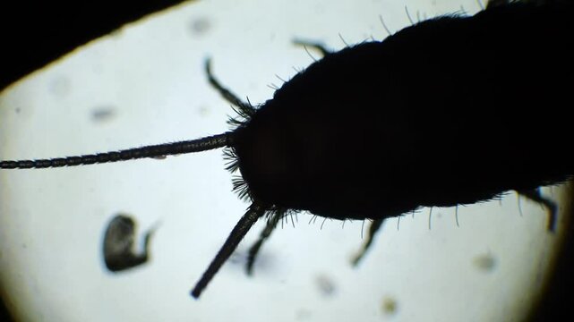 Under the microscope, a silverfish insect is magnified in slow motion, revealing its slender, silver body, antennae, and the three bristles at the tail.
