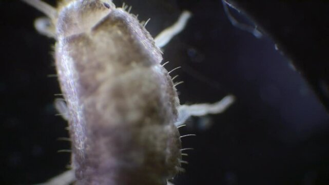 Slow-motion capture of a silverfish under a microscope. The insect&rsquo;s slender, silver body, long antennae, and three bristles at the tail are clearly shown.