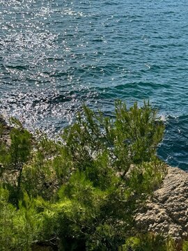 Pine tree grow on lake shore