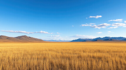 Obraz premium Golden field extending towards distant mountains under a clear blue sky, showcasing a vast and open landscape with contrasting elements.
