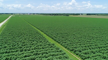 Aerial view of expansive green farmland with crops and a dirt road.